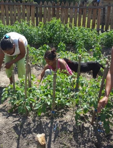 Tres mujeres de una comunidad indígena y una niña trabajan en un huerto comunitario bajo el sol. Se las ve inclinadas cuidando plantas de tomate sostenidas por estacas de madera, en un terreno cercado por una rústica valla de madera en una zona rural del Beni.